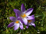 FZ003271 Close up of purple Crocus (Crocus longiflorus).jpg